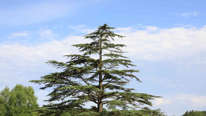 Cedar – A Beautiful Tree With Aromatic Oils